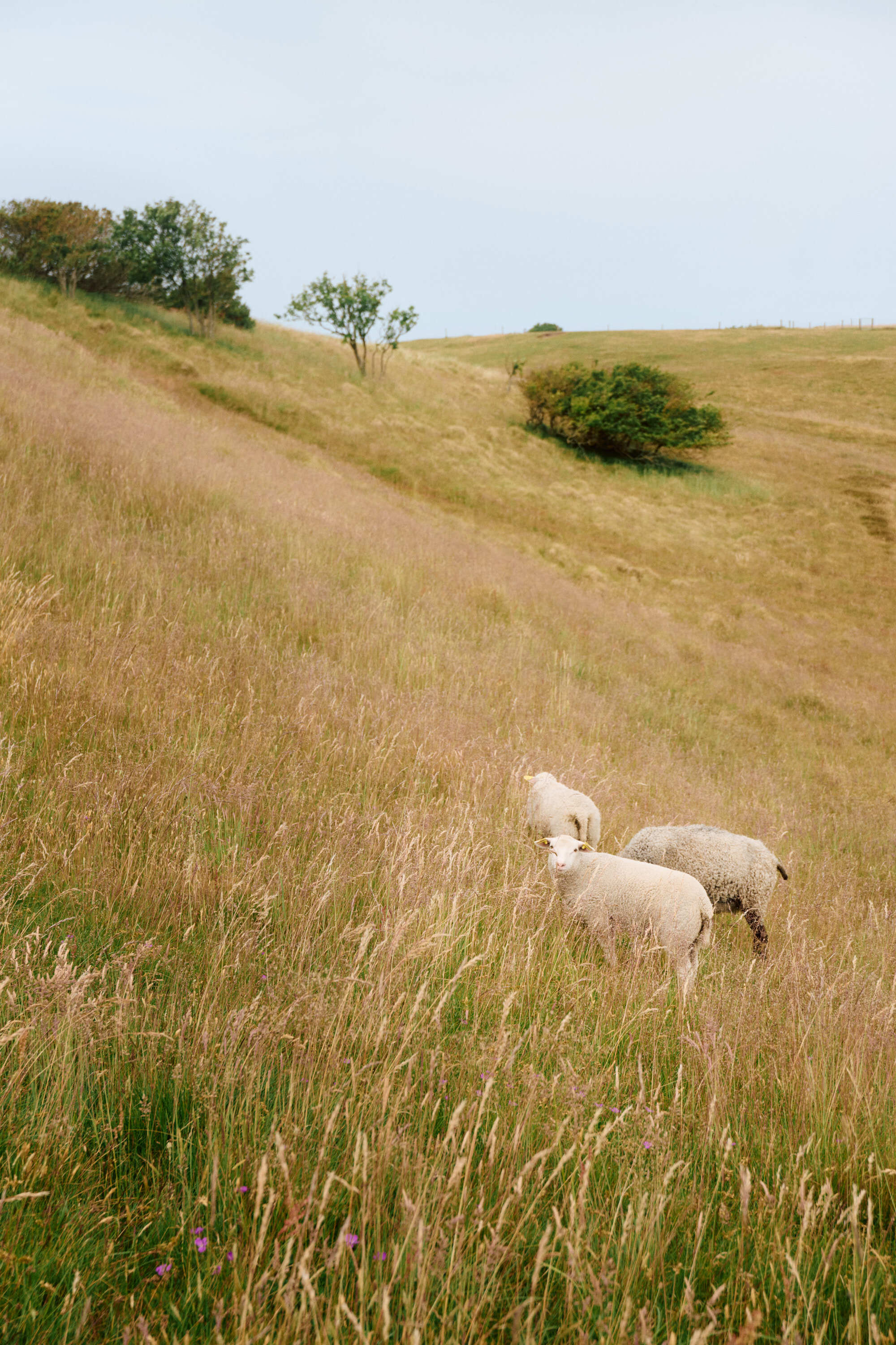 AVE 7568 Tisvilde Anne Valeur