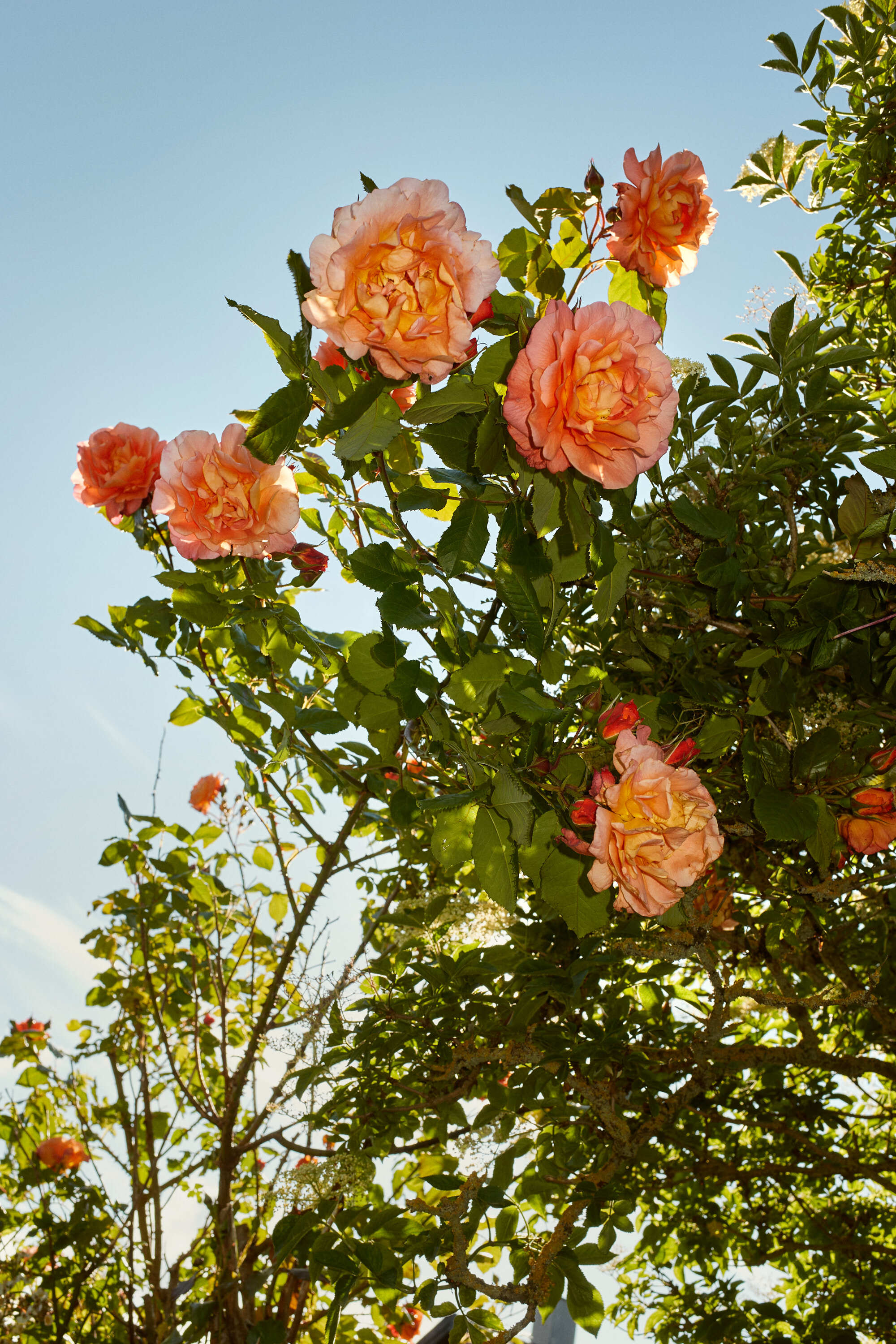 SK100189 Tisvilde Anne Valeur