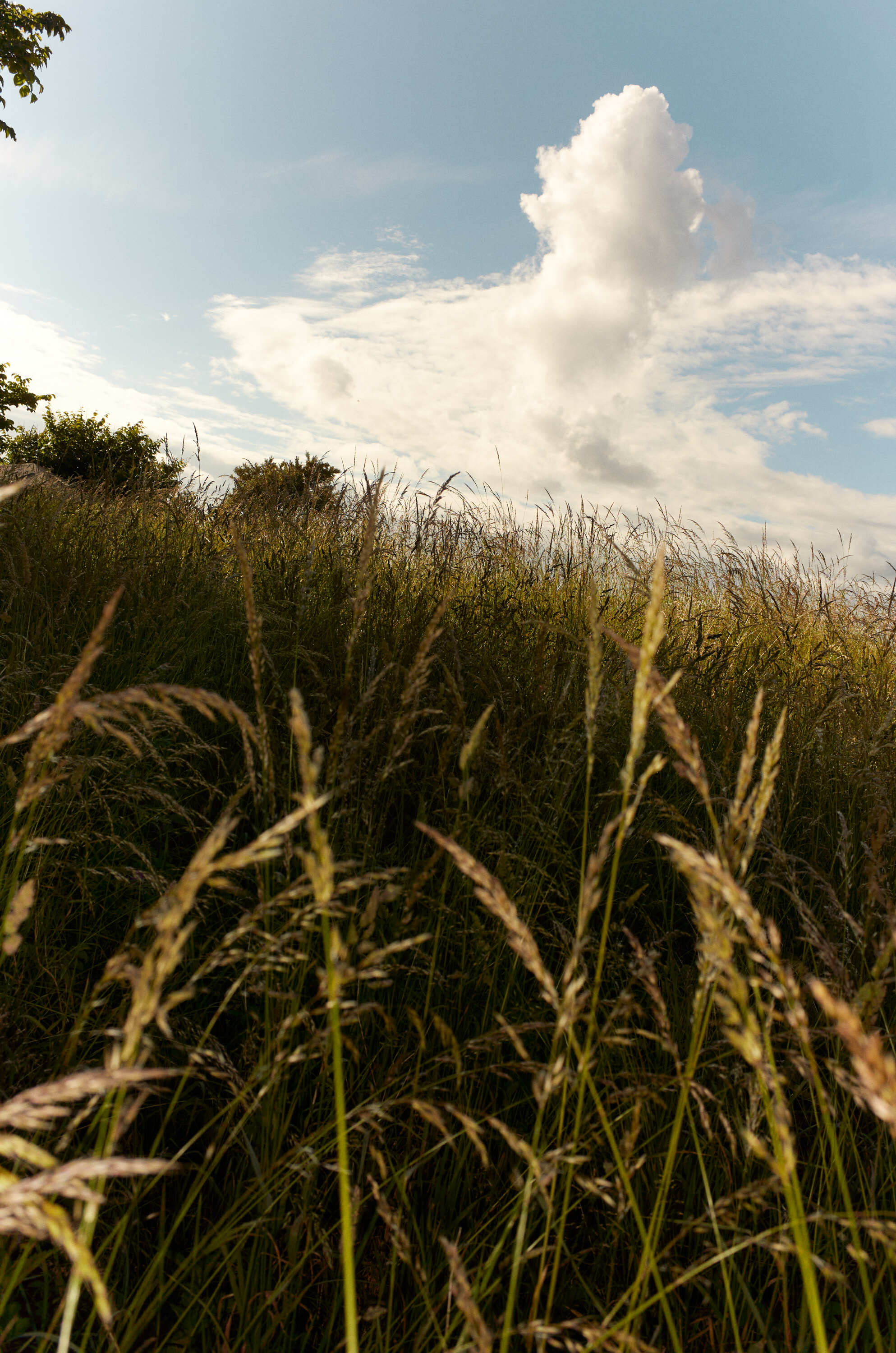 SK100204 Tisvilde Anne Valeur