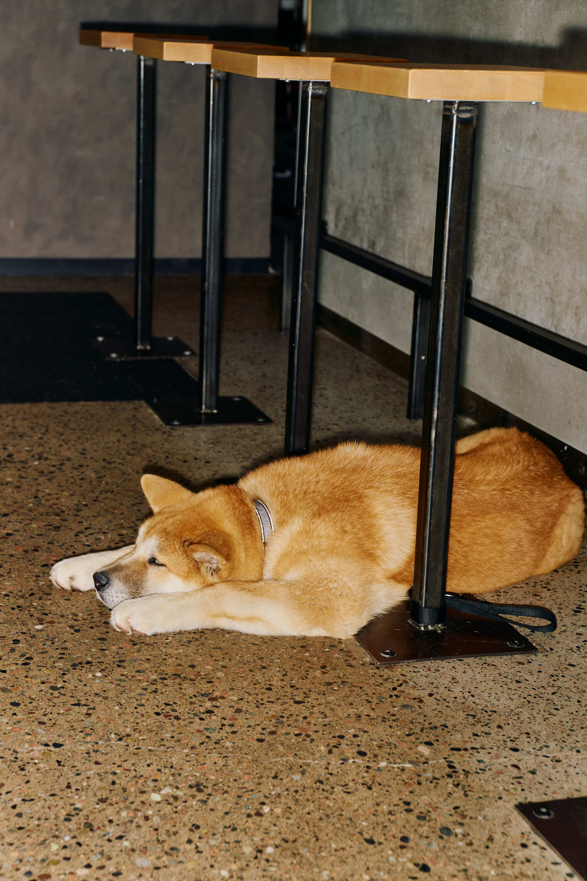 Koie AVE6466 Anne Valeur