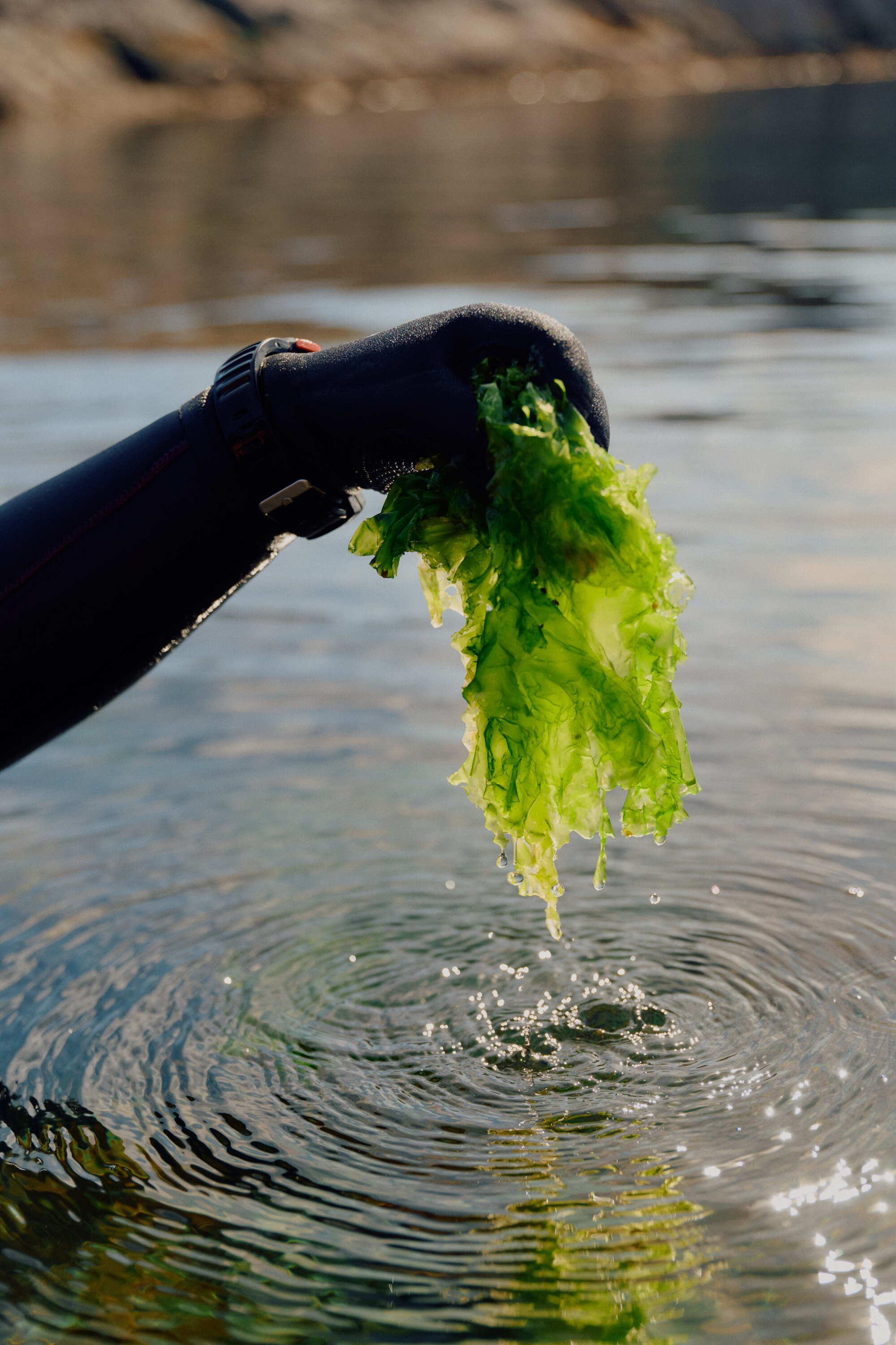 AVE4590 Anne Valeur web