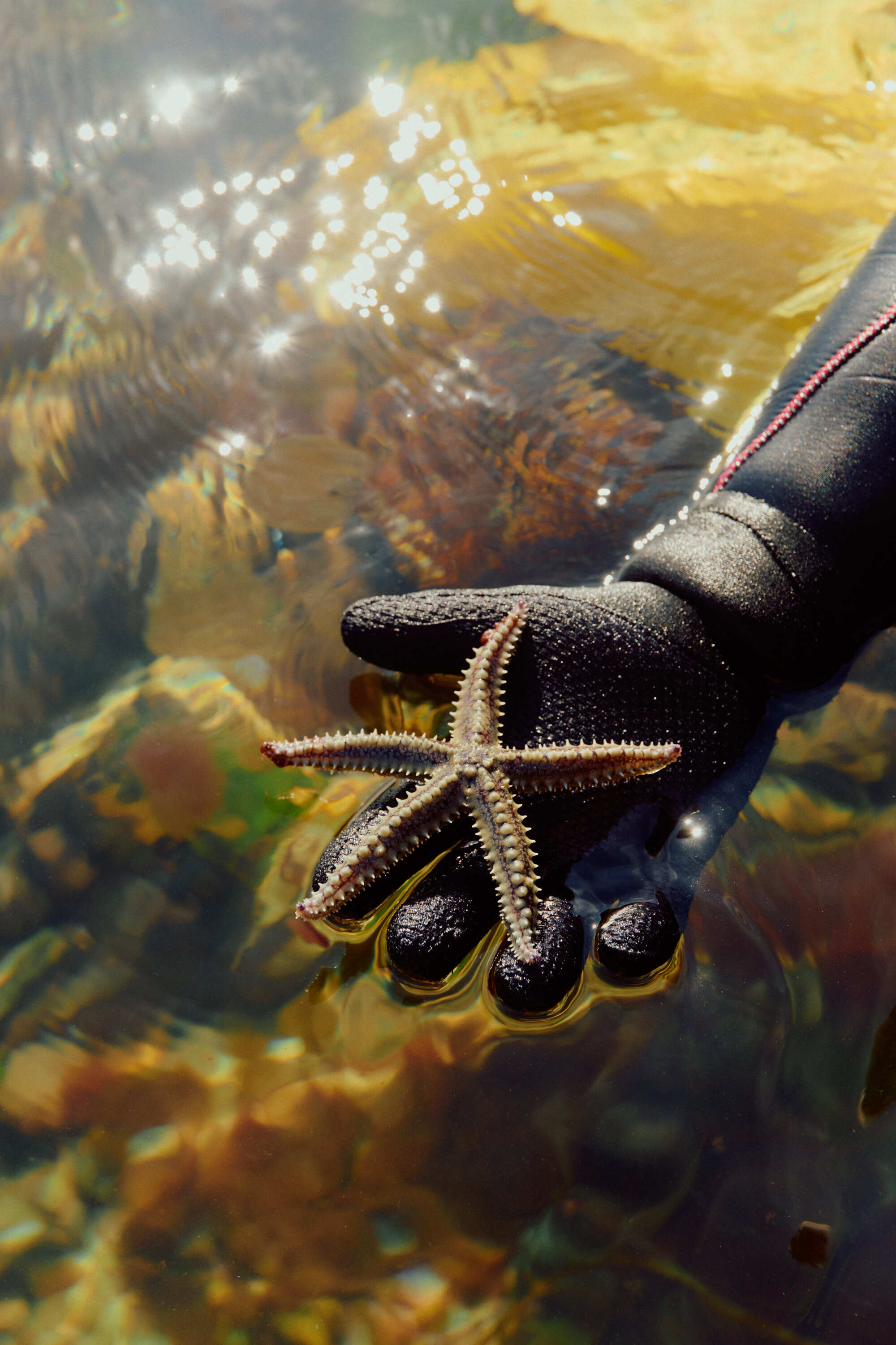 AVE4782 Anne Valeur web