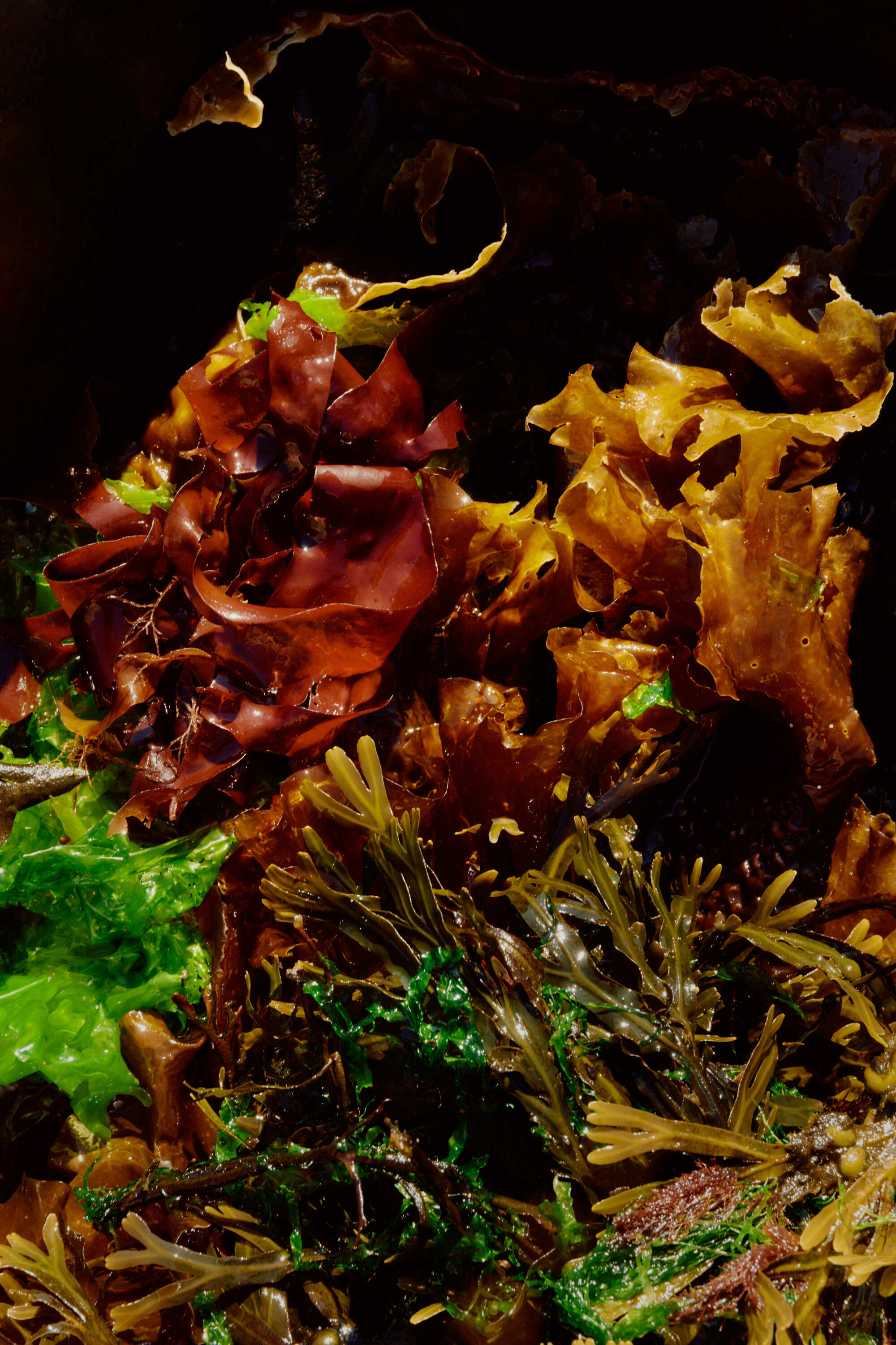 AVE5237 Anne Valeur web