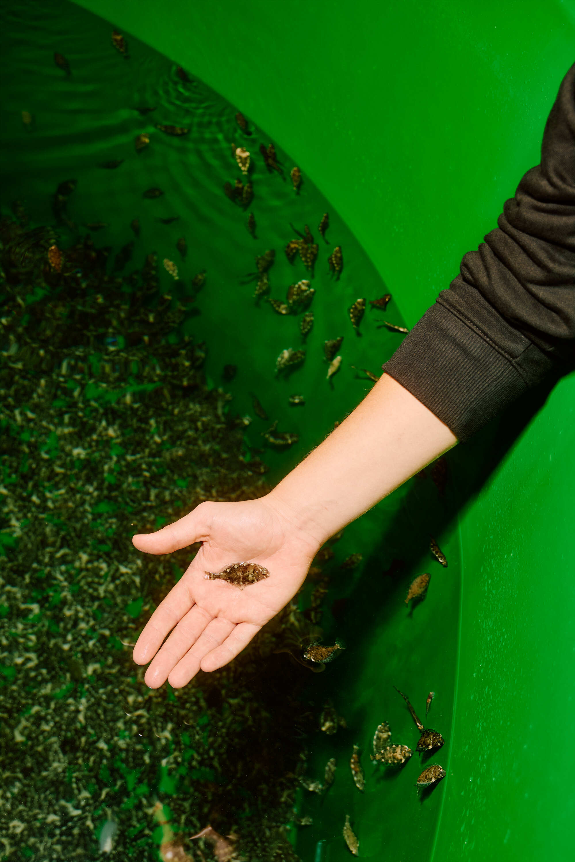 Sterling 2024 AVE 0039