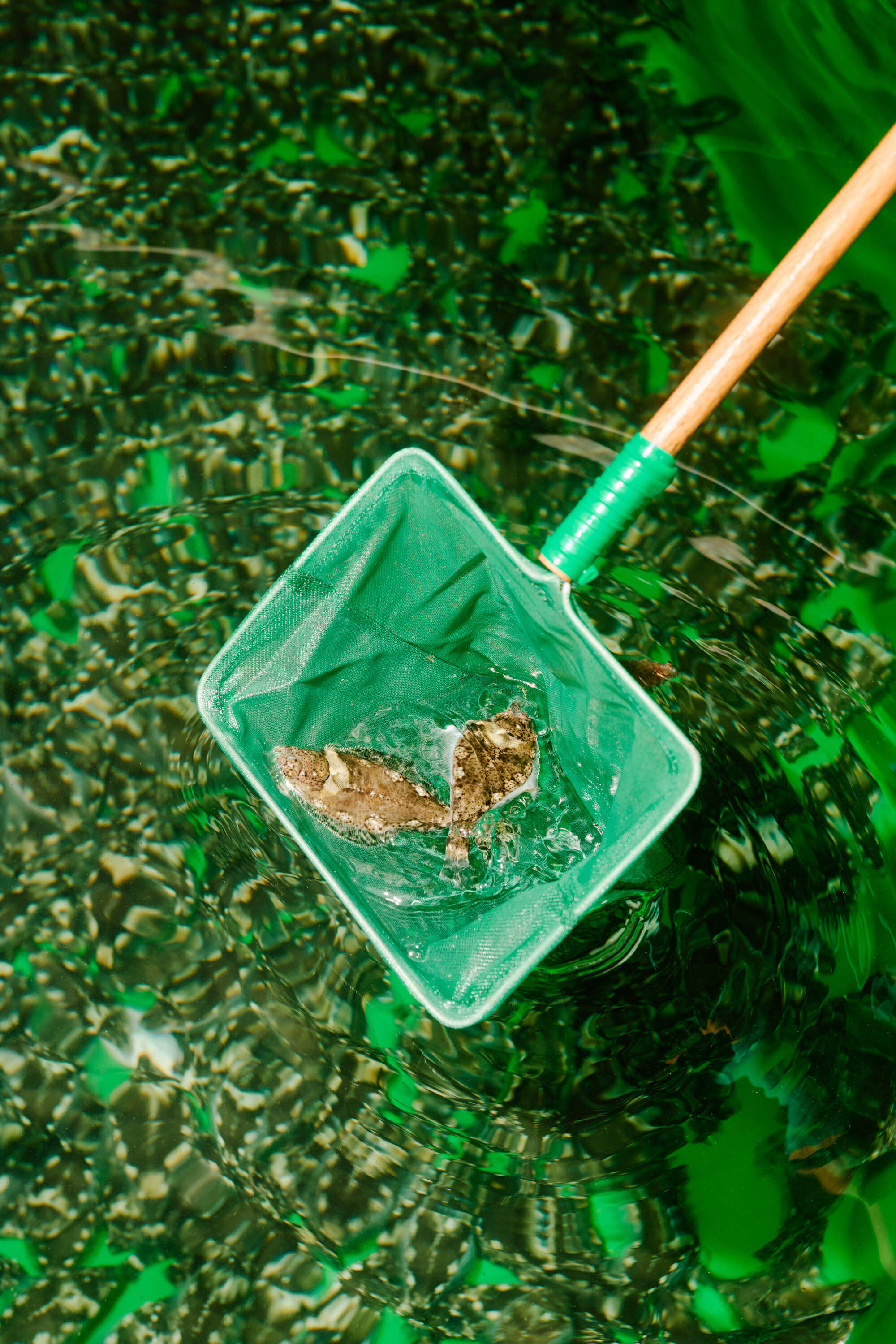 Sterling 2024 AVE 0140