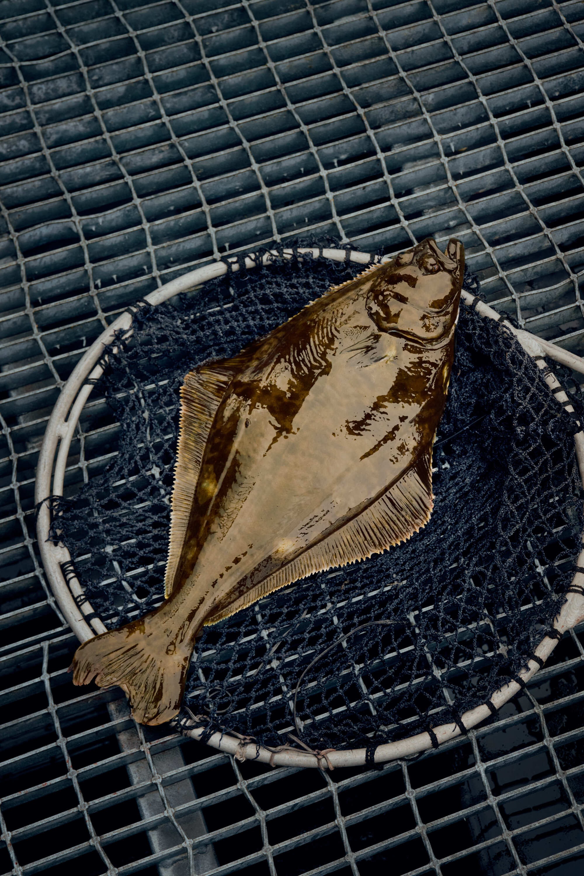 Sterling 2024 AVE 1497