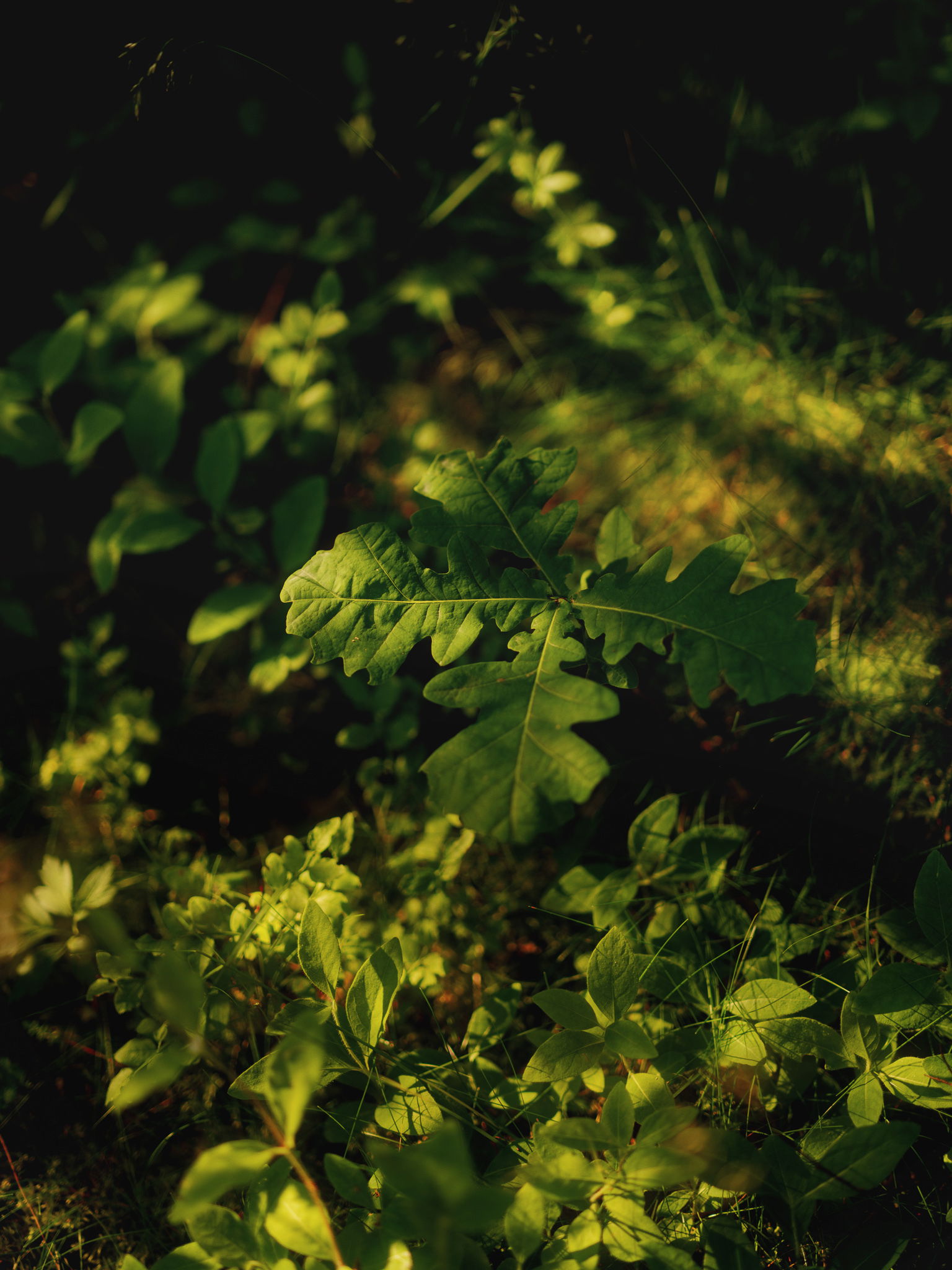 Hamran Sjoneviga photo Einar Aslaksen 2050 web