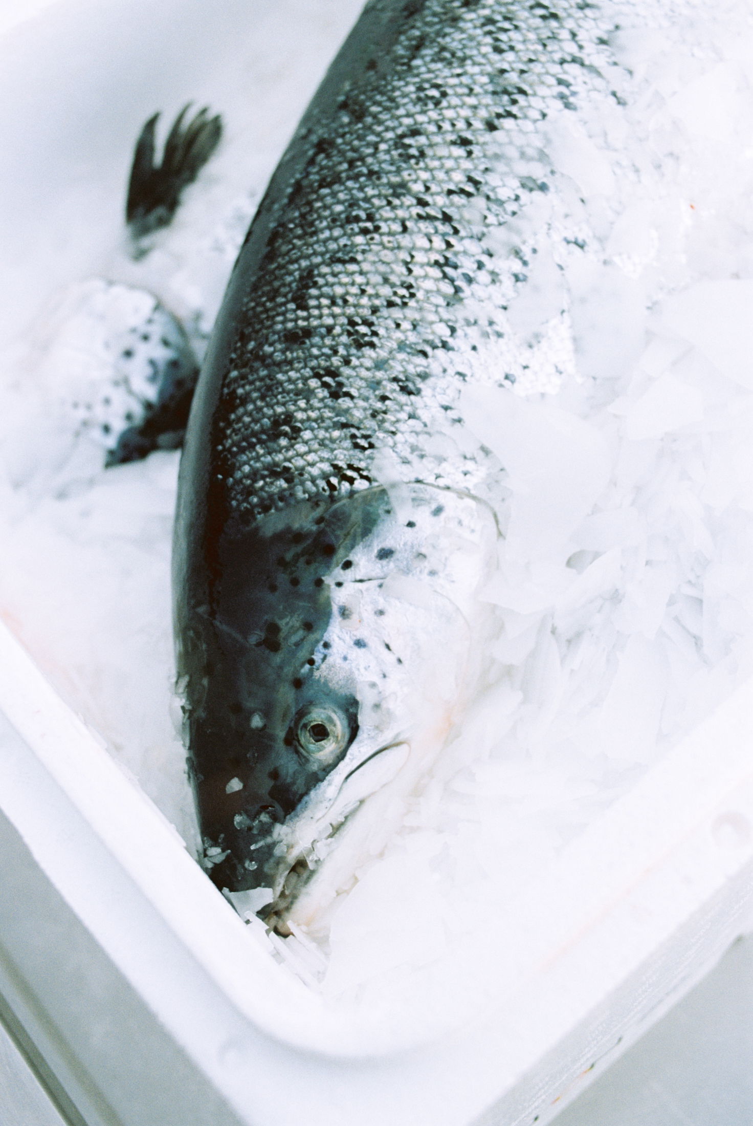 Nova Sea Leikanger web 16