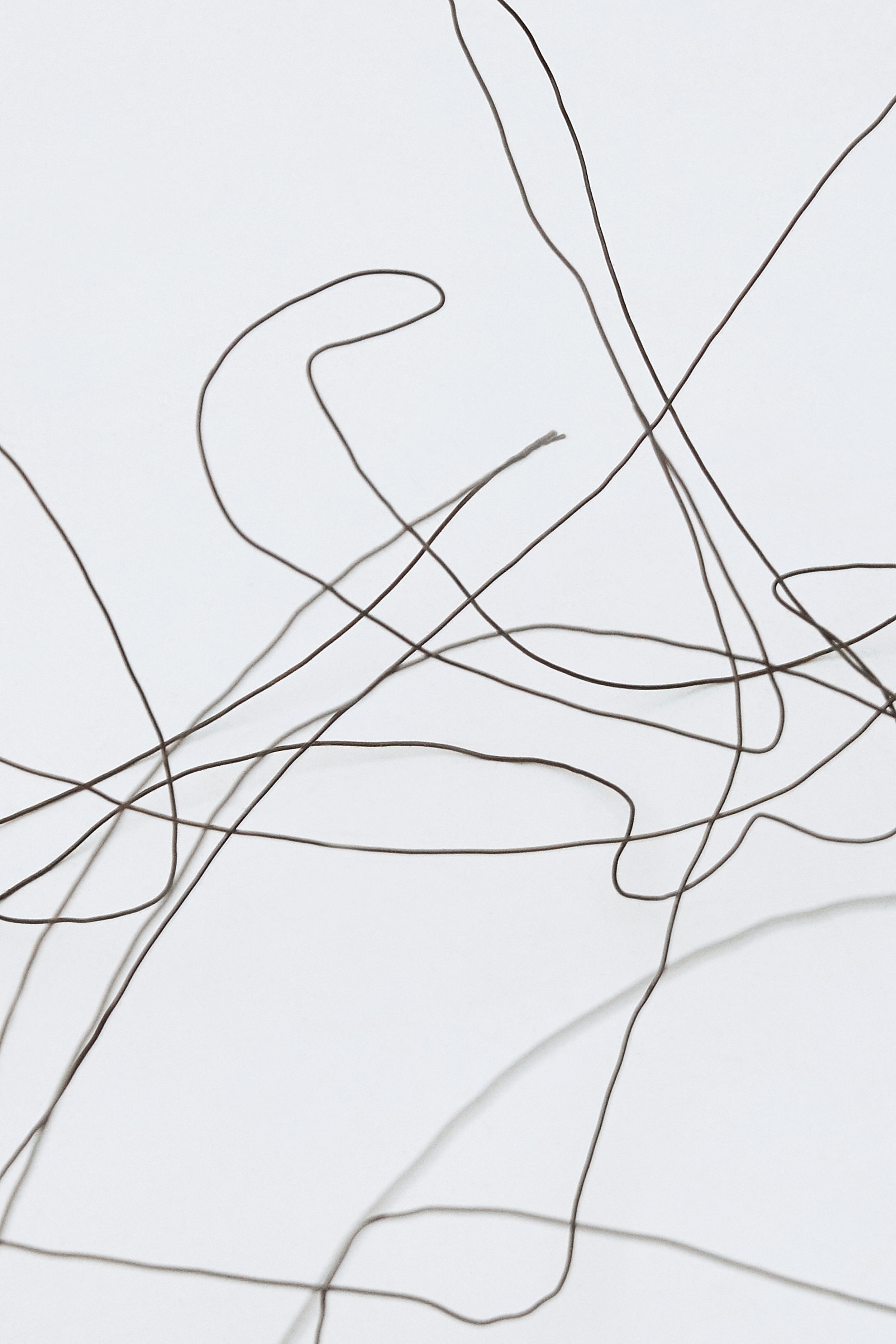 SAS Poppy Lawmanstudio5829 FINAL web