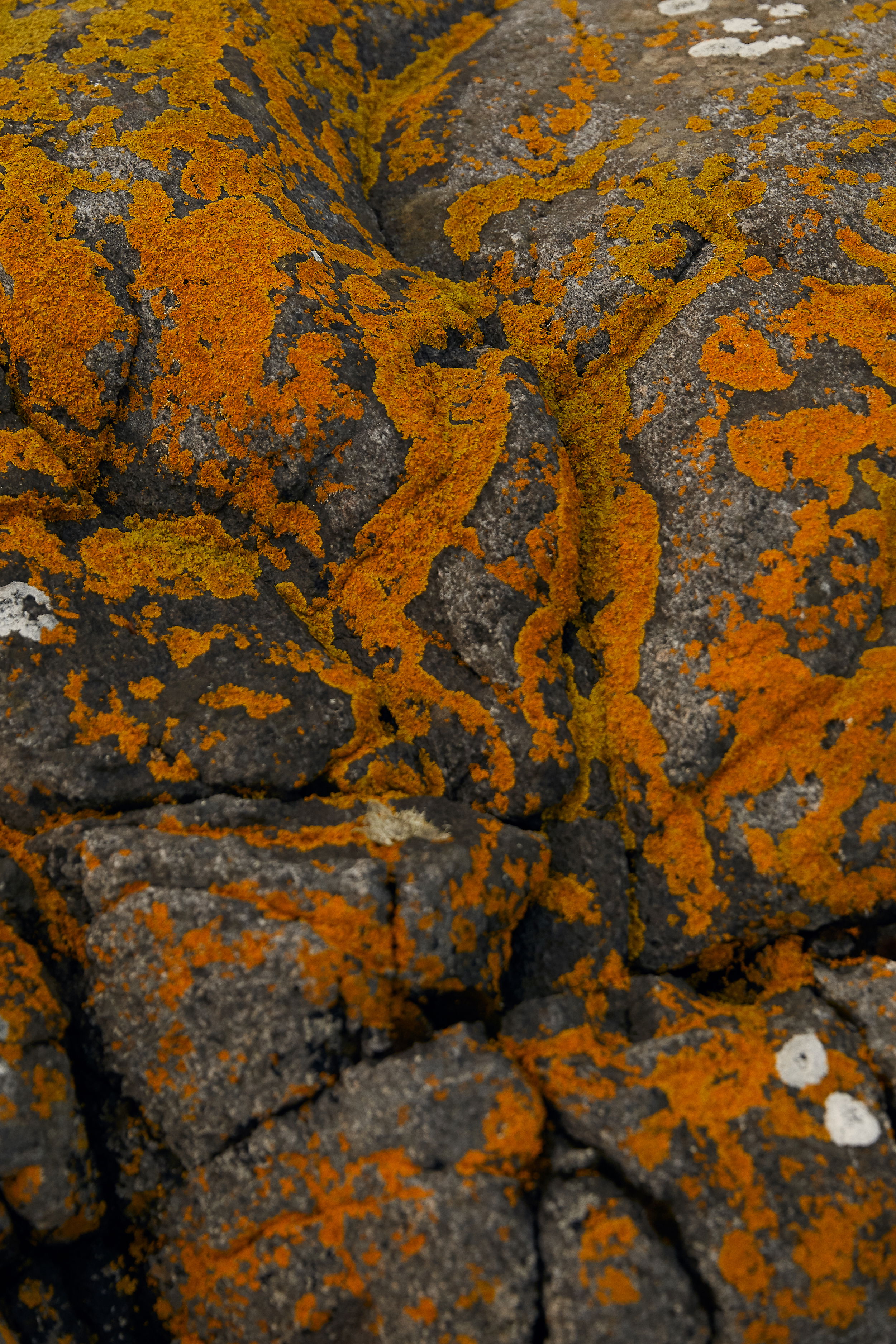 SAS Vera William 2 04 1787 web