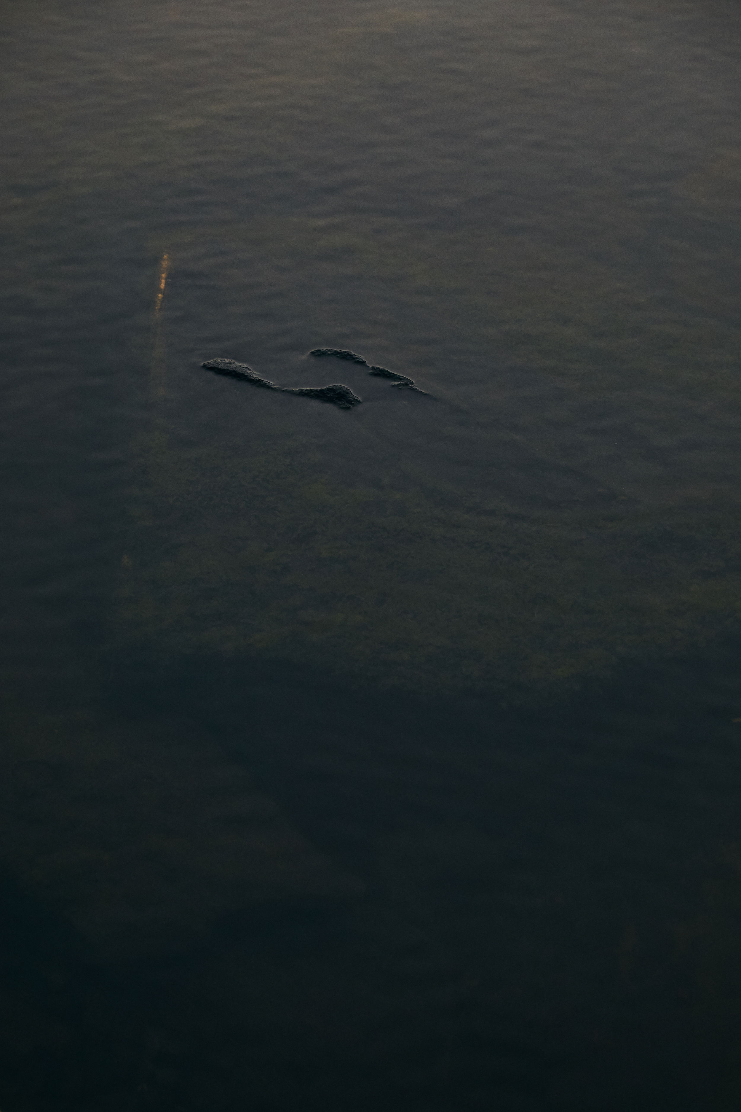 SAS Vera William 2 04 2267 web