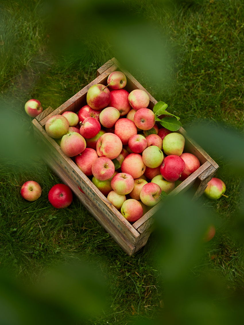 48 ASKIMFRUKTOGBAER 07