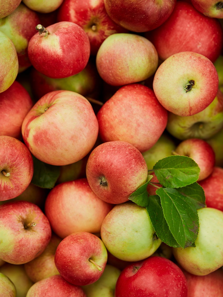 48 ASKIMFRUKTOGBAER 11