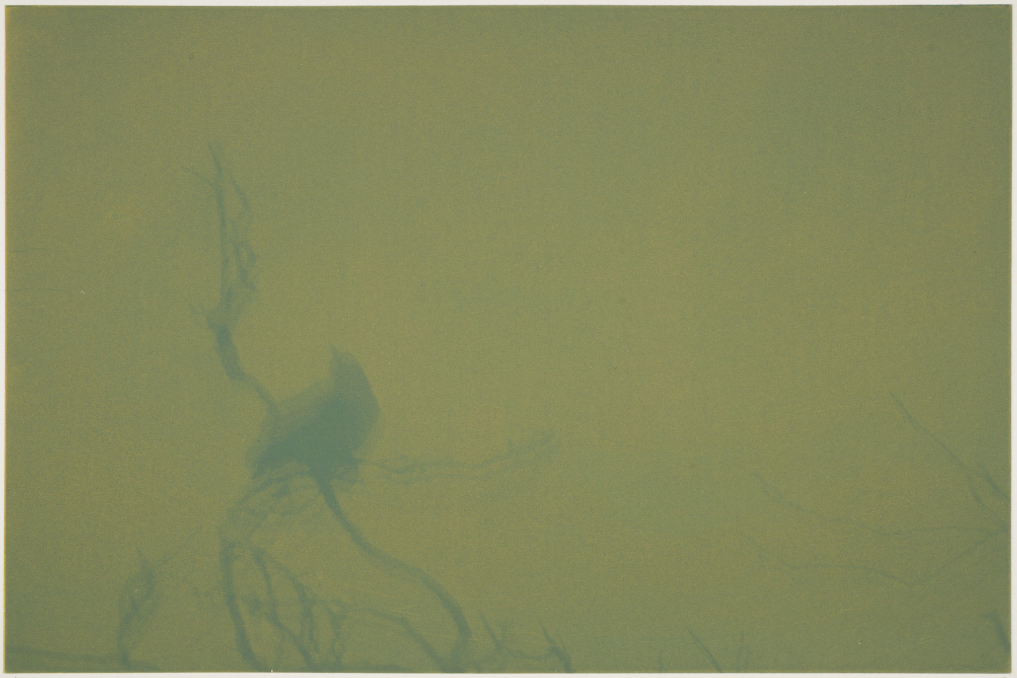 Svend-Allan Sorensen, Fuglar í Føroyum -  Kráka (Birds of the Faroe Islands – Crow), 2015