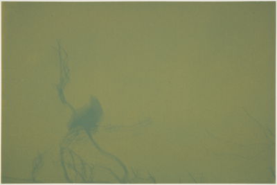 Svend-Allan Sorensen, Fuglar í Føroyum -  Kráka (Birds of the Faroe Islands – Crow), 2015