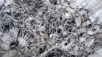 Inma Herrera, Fossil print (detail), 2022. Part of a series of non-invasive, and acid-free image-transferring prints taken on location.
