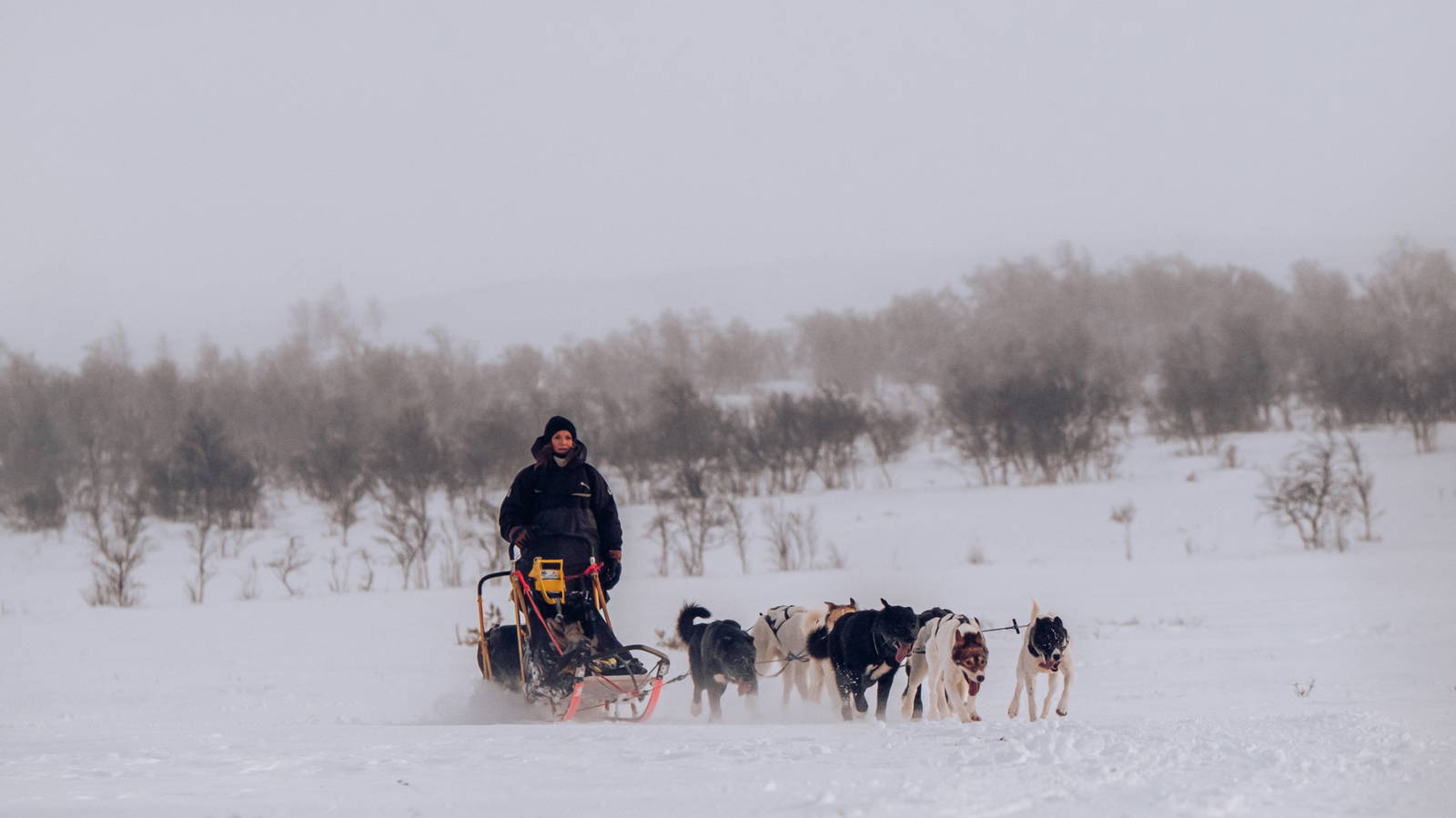 Dog Sledding in Røros Adventures with Bergstaden Husky