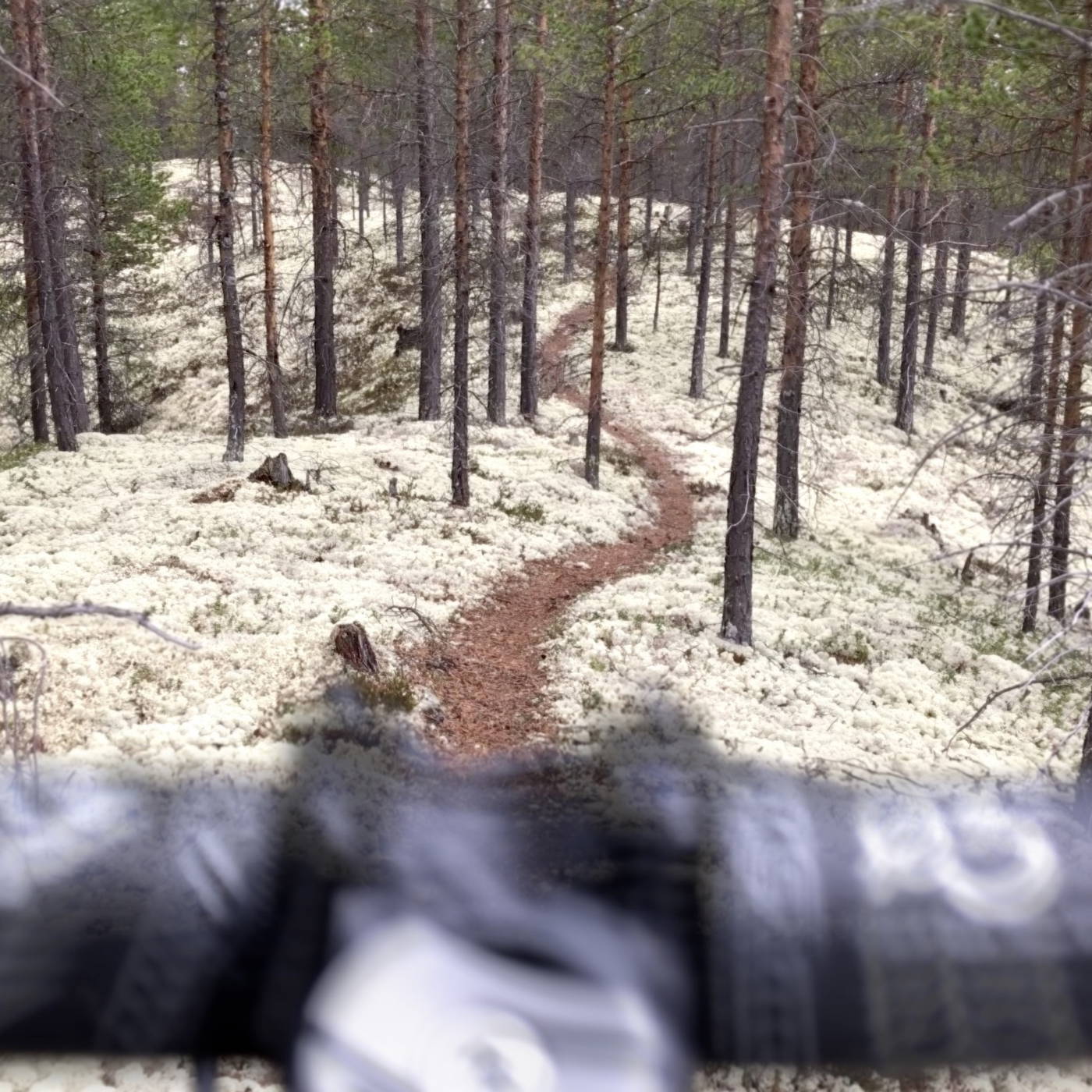 Guidet sykkeltur på Røros | Utforsk fjell og skogstier – Røroshotellene